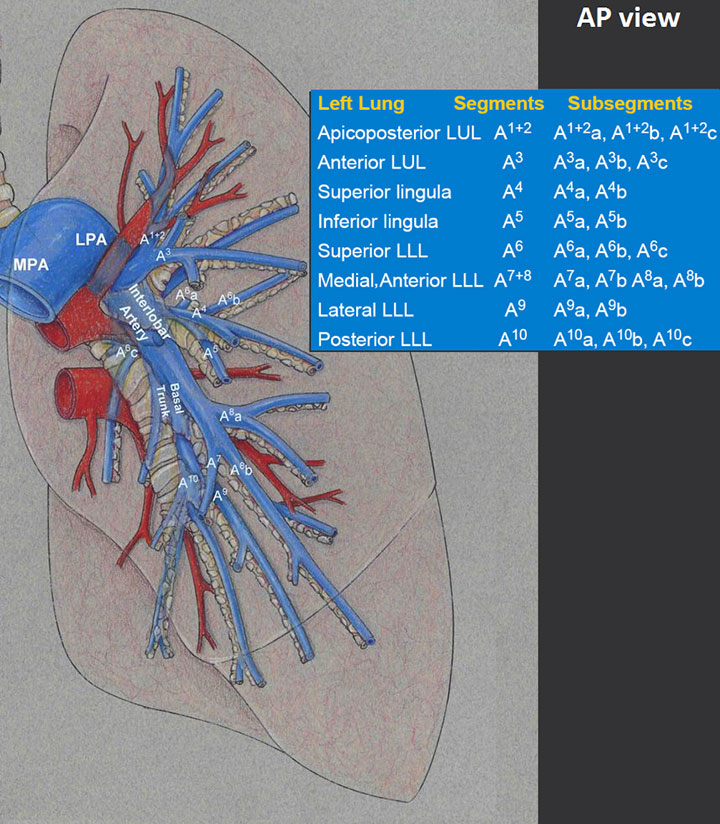 What Is The Scientific Meaning Of Pulmonary Artery